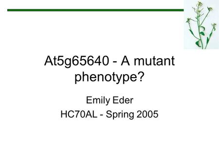 At5g65640 - A mutant phenotype? Emily Eder HC70AL - Spring 2005.