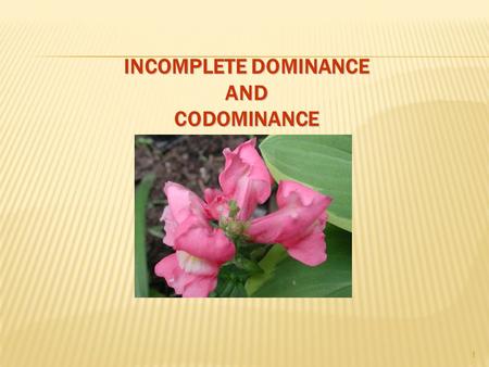 INCOMPLETE DOMINANCE AND CODOMINANCE 1. INCOMPLETE DOMINANCE  Neither allele has “complete” dominance over the other; heterozygous phenotype is a blend.
