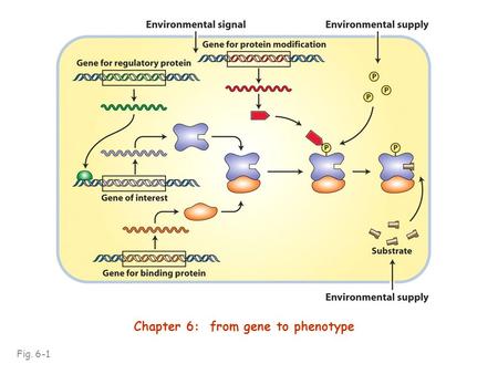 Fig. 6-1 Chapter 6: from gene to phenotype. Using Neurospora, Beadle & Tatum showed that genes encode enzymes and that most enzymes work in biochemical.