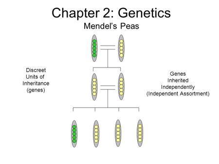 Chapter 2: Genetics Mendel’s Peas Discreet Units of Inheritance (genes) Genes Inherited Independently (Independent Assortment)