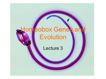 Homeobox Genes and Evolution Lecture 3. Hox Gene Function 5’ 3’ Gene A Gene B Gene C Gene D.