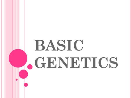 BASIC GENETICS. GENE: a unit of DNA that controls a trait of a particular organism (ex. Freckles) ALLELE: an alternative form a gene (one member of.