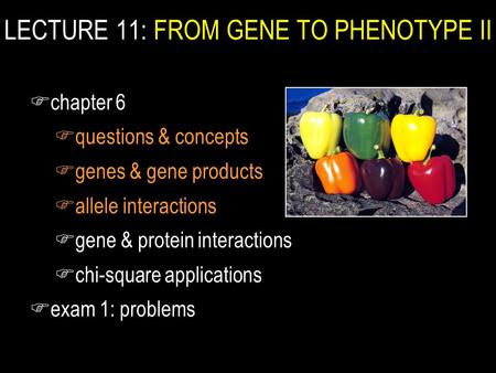 LECTURE 11: FROM GENE TO PHENOTYPE II Fchapter 6 Fquestions & concepts Fgenes & gene products Fallele interactions Fgene & protein interactions Fchi-square.