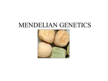 MENDELIAN GENETICS. OBJECTIVES Understand Mendel’s principles governing genetics Understand meaning of relevant vocabulary Predict results of mono/dihybrid.
