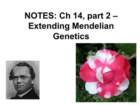 NOTES: Ch 14, part 2 – Extending Mendelian Genetics
