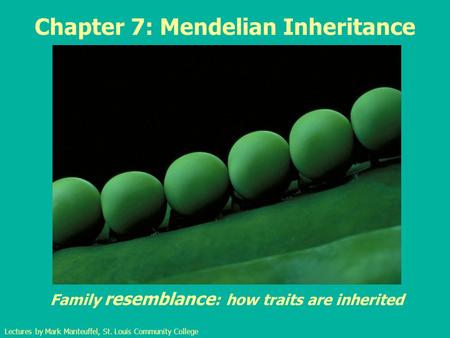 Chapter 7: Mendelian Inheritance