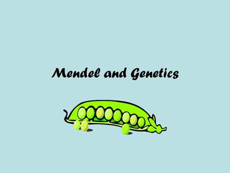 Mendel and Genetics. Gregor Mendel was the first scientist to study genetics and how traits are passed from parents to offspring (children.)