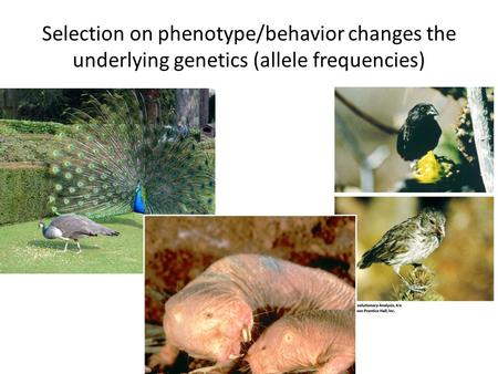 Selection on phenotype/behavior changes the underlying genetics (allele frequencies)