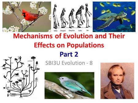 Mechanisms of Evolution and Their Effects on Populations Part 2 SBI3U Evolution - 8.