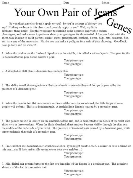 Name ___________________________________ Date ____________________ Period ______________ Your Own Pair of Jeans Genes So you think genetics doesn’t apply.