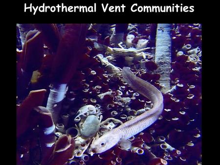 Hydrothermal Vent Communities. Hydrothermal vent discovery-1977.
