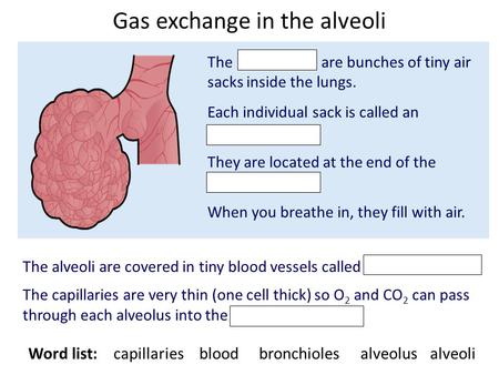 Gas exchange in the alveoli The alveoli are bunches of tiny air sacks inside the lungs. Each individual sack is called an alveolus. They are located at.