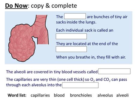 Word list: capillaries blood bronchioles alveolus alveoli
