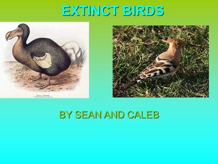 EXTINCT BIRDS BY SEAN AND CALEB.