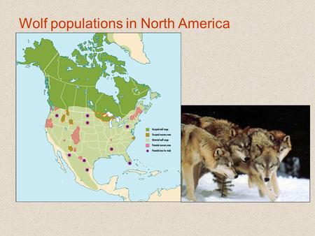 Wolf populations in North America. Black bear distribution: