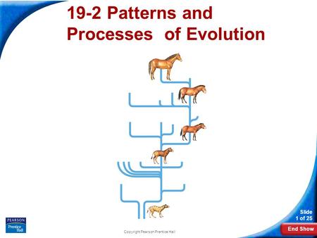 19-2 Patterns and Processes of Evolution