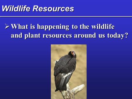 Wildlife Resources  What is happening to the wildlife and plant resources around us today?  What is happening to the wildlife and plant resources around.