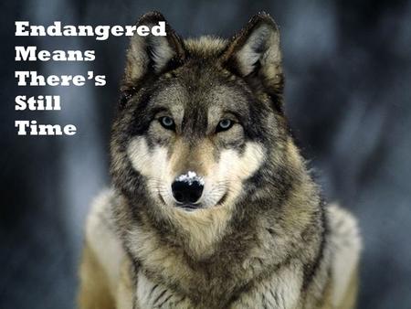 Endangered Means There’s Still Time.