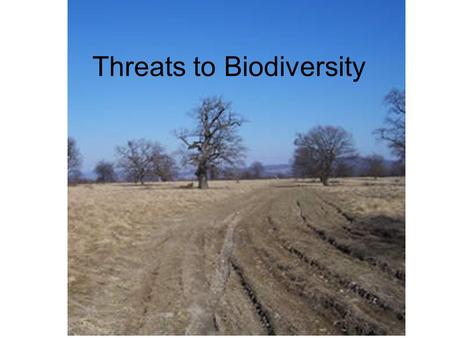 Threats to Biodiversity. Habitat Loss Deforestation: trees cut and never replanted (for timber or agriculture reasons) Tropical forests only cover 7%