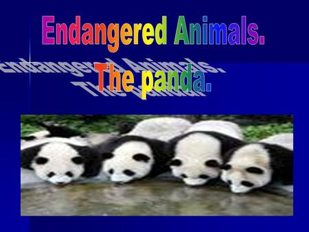Threats to the Survival of the Giant Panda Wild Giant Pandas are found only in a number of relatively small areas within China. Wild Giant Pandas are.