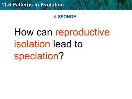 How can reproductive isolation lead to speciation?