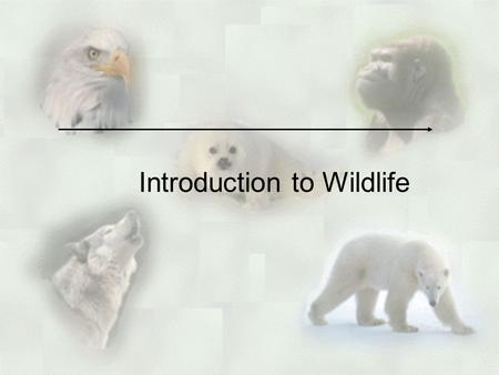 Introduction to Wildlife