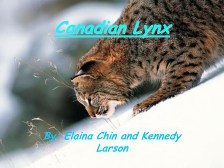 Canadian Lynx By: Elaina Chin and Kennedy Larson.