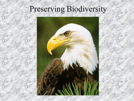 Preserving Biodiversity. How many species are there? 2.1 million currently described probably 3-50 million species –most of those undiscovered are insects,