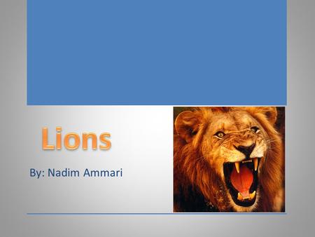By: Nadim Ammari. Species of lions Facts Habitats Species of lions Facts Habitats.