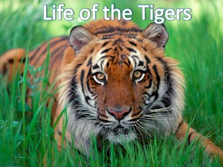 Life of the Tigers.