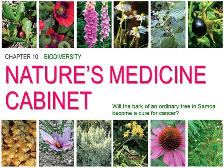 CHAPTER 10BIODIVERSITY NATURE’S MEDICINE CABINET CHAPTER 10 BIODIVERSITY NATURE’S MEDICINE CABINET Will the bark of an ordinary tree in Samoa become a.