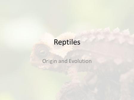 Reptiles Origin and Evolution. History of Reptiles Reptiles arose from amphibians Earliest fossils 359 m.y.a Small, four – legged vertebrates w/small.
