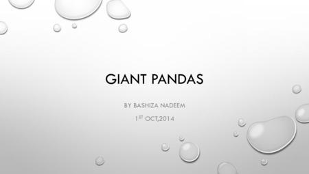 GIANT PANDAS BY BASHIZA NADEEM 1 ST OCT,2014. INTERESTING FACTS THE PANDA IS CONSIDERED A NATIONAL TREASURE IN CHINA PEOPLE OUTSIDE OF CHINA HAVE ONLY.