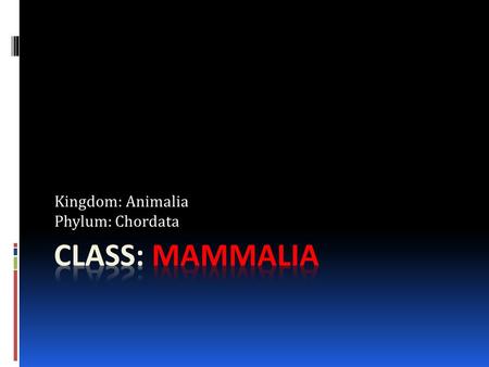 Kingdom: Animalia Phylum: Chordata. MAMMALIA  Mammals (formally Mammalia) are a class of vertebrate, air-breathing animals whose females are characterized.