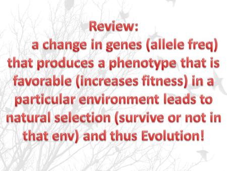 Have out your Microevolution HW. If you did not complete it: leave your group and go complete it. You can go through what you miss on your own after I.