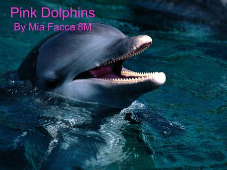 Pink Dolphins By Mia Facca 8M. What is causing the pink dolphins to become extinct? You might ask yourself what's causing the pink dolphins to become.