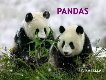 By, Isabella D.  Pandas are black and white fur coated.  Pandas have big heads and rounded ears.  They can weigh up to 300 pounds.  They have short.