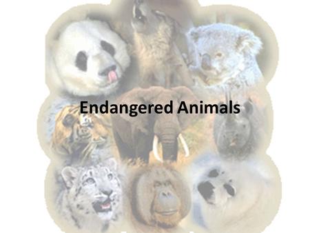 Endangered Animals. Animal species can be classified as the following: An animal that is extinct means that it is no longer living in the world today.
