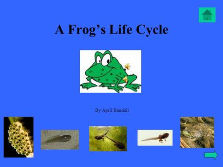 A Frog’s Life Cycle By April Bandell Table of contents - Meet Mr. Frog Meet Mr. Frog -Mr. Frog as an eggMr. Frog as an egg - Mr. Frog as a tadpoleMr.