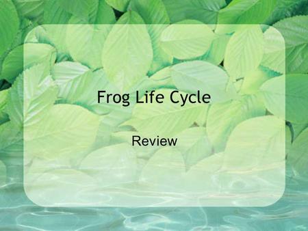 Frog Life Cycle Review A frog is an __. insect amphbian mammal fish.