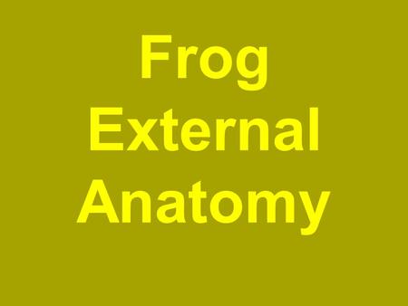 Frog External Anatomy.