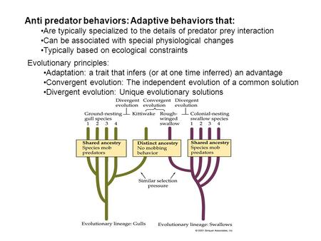 Anti predator behaviors: Adaptive behaviors that: Are typically specialized to the details of predator prey interaction Can be associated with special.