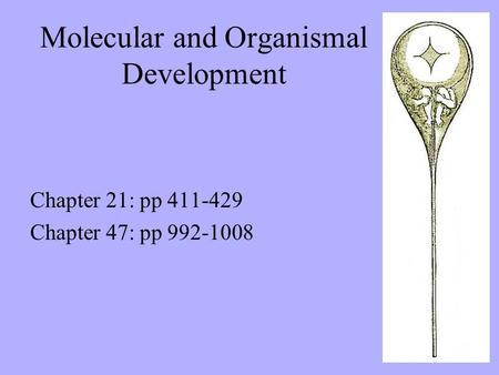 Molecular and Organismal Development Chapter 21: pp 411-429 Chapter 47: pp 992-1008.