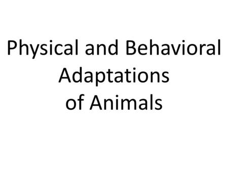 Physical and Behavioral Adaptations of Animals