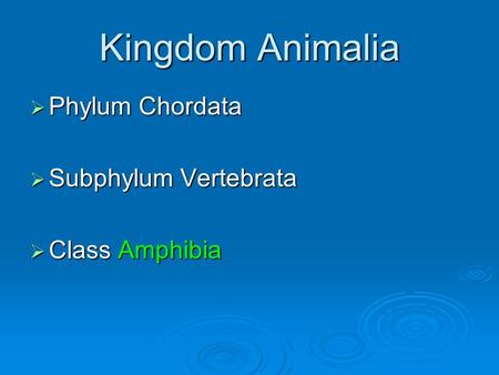 Kingdom Animalia  Phylum Chordata  Subphylum Vertebrata  Class Amphibia.