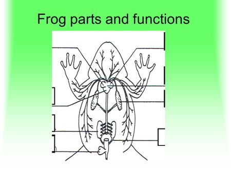 Frog parts and functions. 1 Heart Pumps blood to carry oxygen, food, carbon dioxide, wastes.