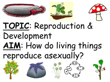 TOPIC: Reproduction & Development AIM: How do living things reproduce asexually?