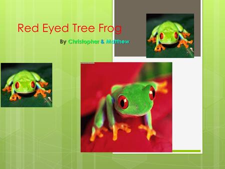 Red Eyed Tree Frog By Christopher & Matthew. Classification  The Red Eyed Tree Frog is believed to have developed its vivid scarlet eyes to shock predators.