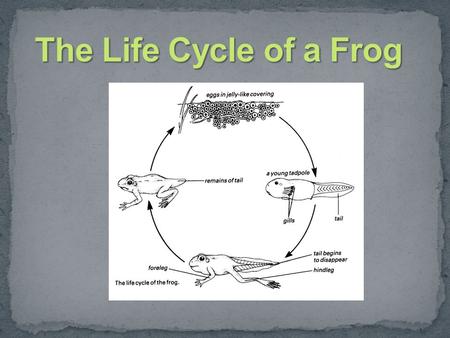 The Life Cycle of a Frog Arthur’s Biology Clipart. (Photographer) (2012). Life cycle of the frog [Print].