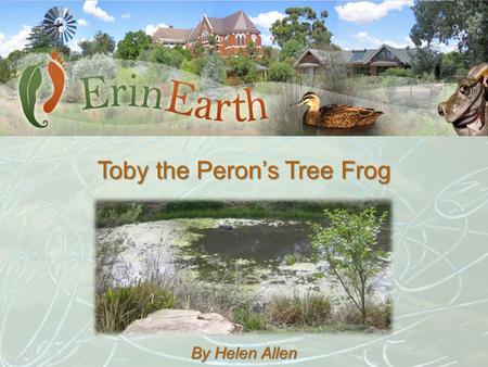 Toby the Peron’s Tree Frog By Helen Allen. Just how did I go from Tobes the Tadpole to Toby the frog? Tobes Toby.